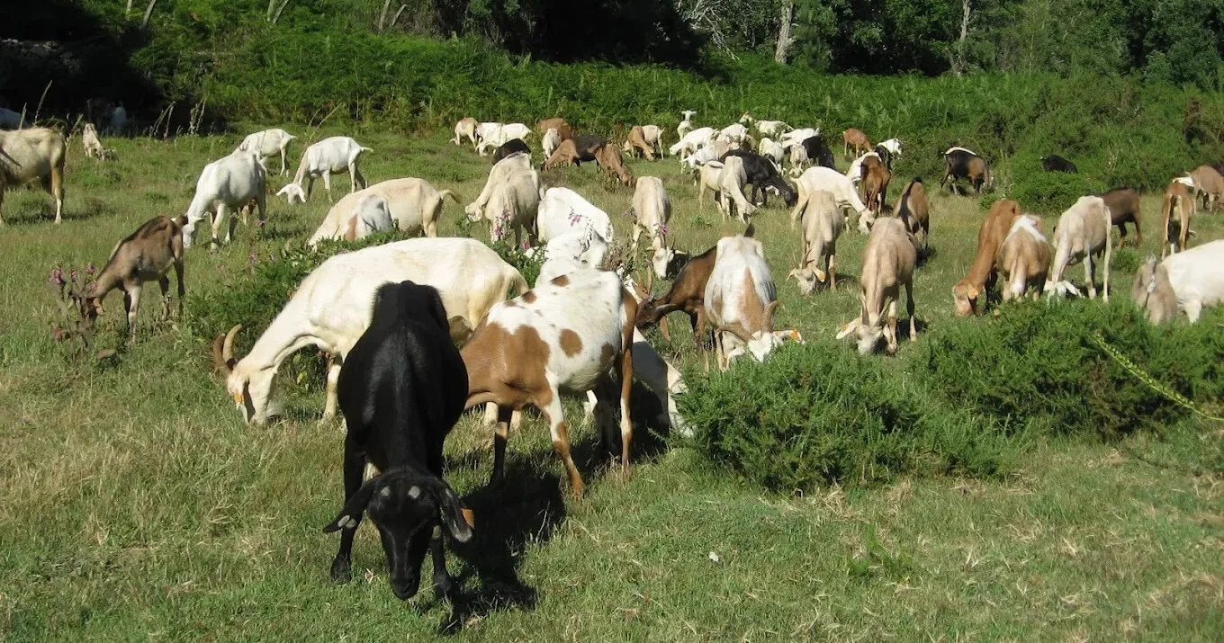Goat Farm & Cheese Making Experience in Central Portugal