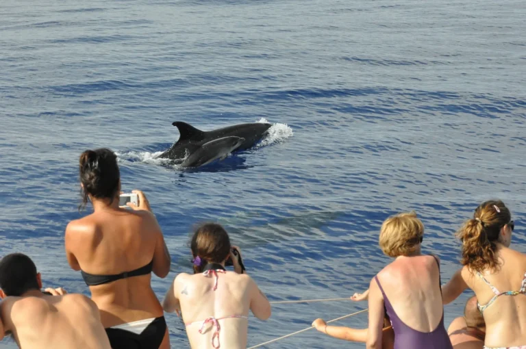 Majestic Mountains & Cristo Rei Natural Reserve + Dolphin Watching