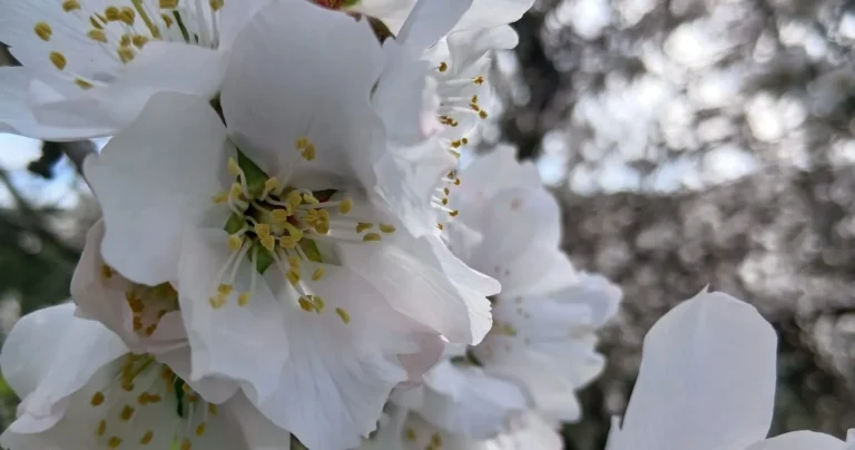 The Almond Blossom Walk in the Algarve Hills
