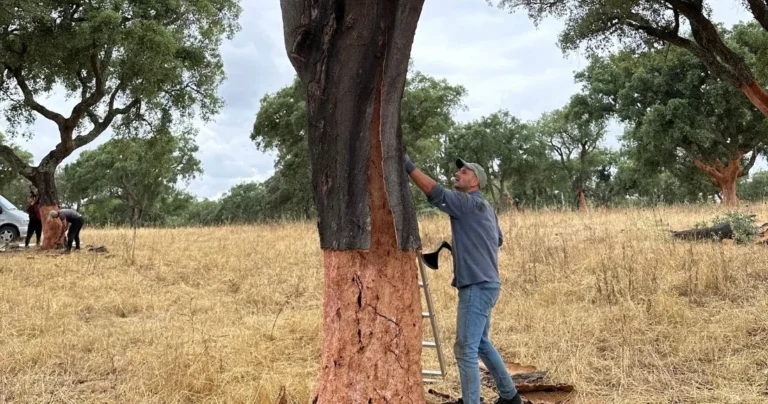 Cork Harvesting Tour & Estate Walk in the Alentejo