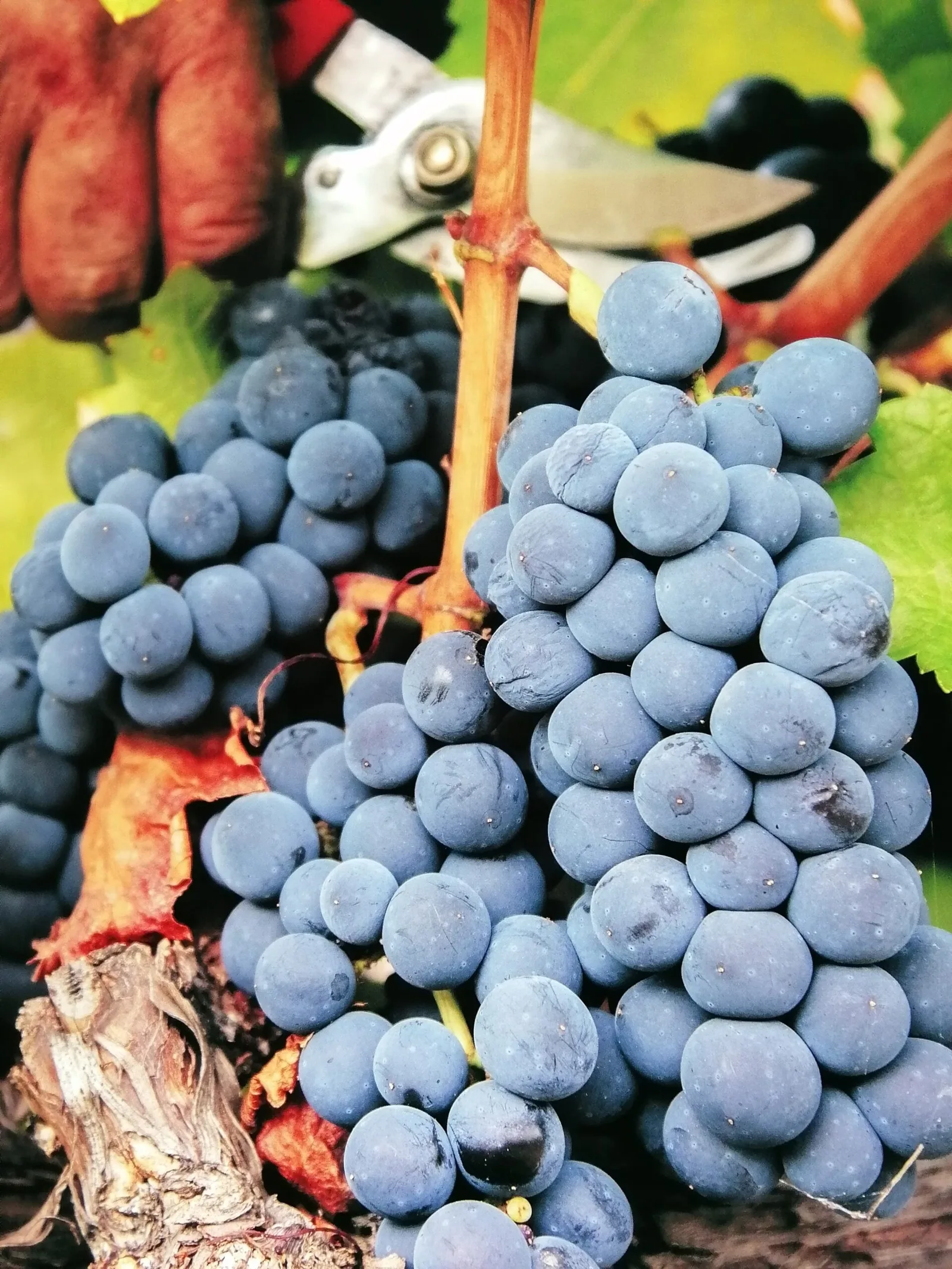 Douro Valley Wine Lovers