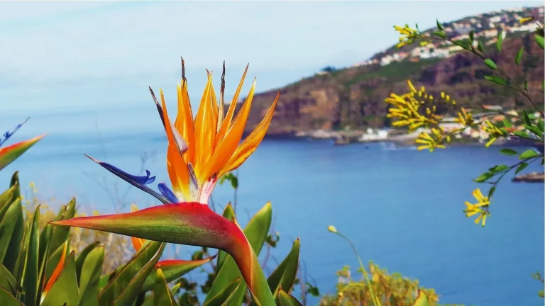 Madeira 4x4 tour with ecological park visit and local tastings 3/4D