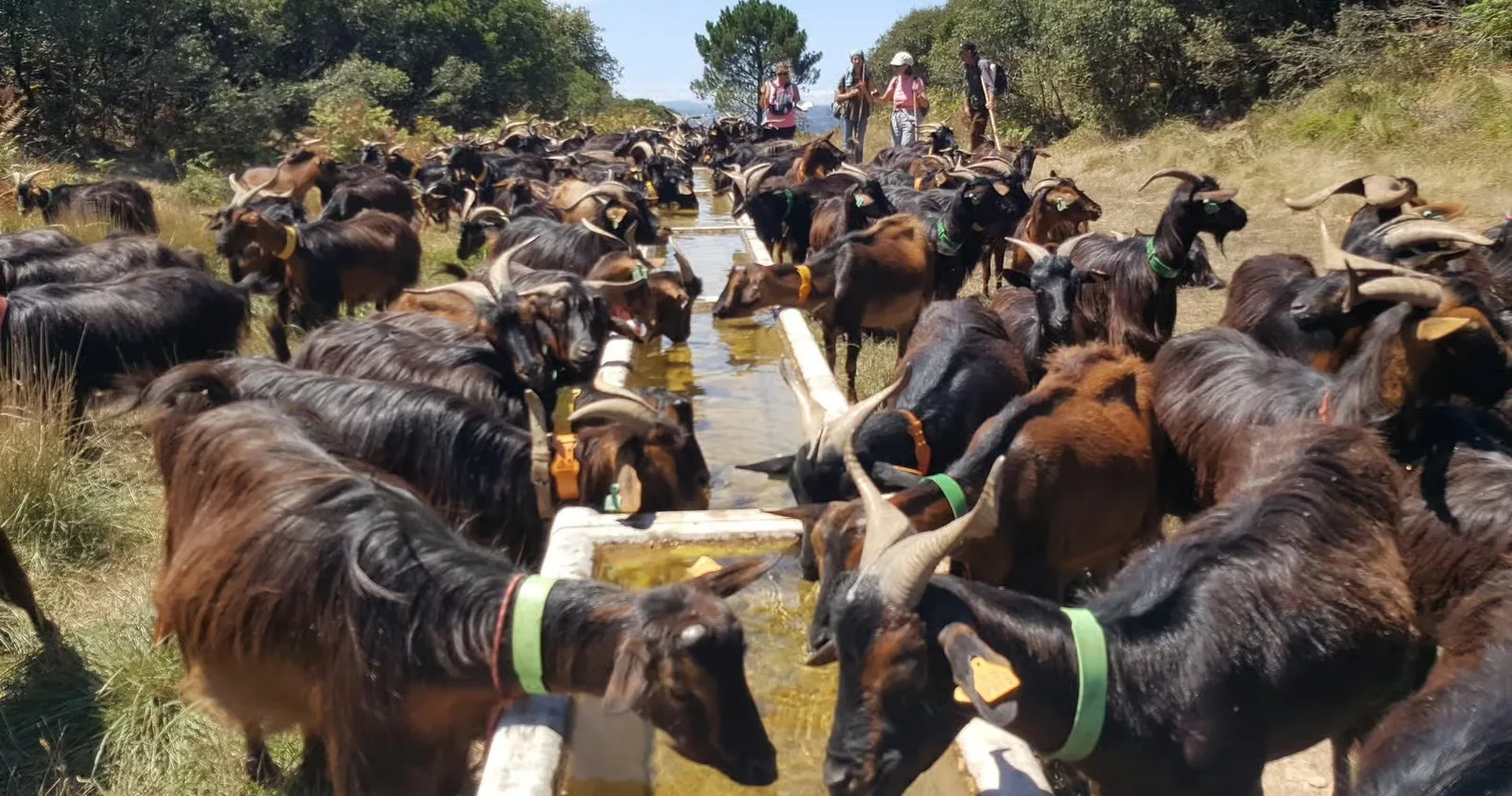 Shepherd Experience with Lunch in Serra dos Candeeiros