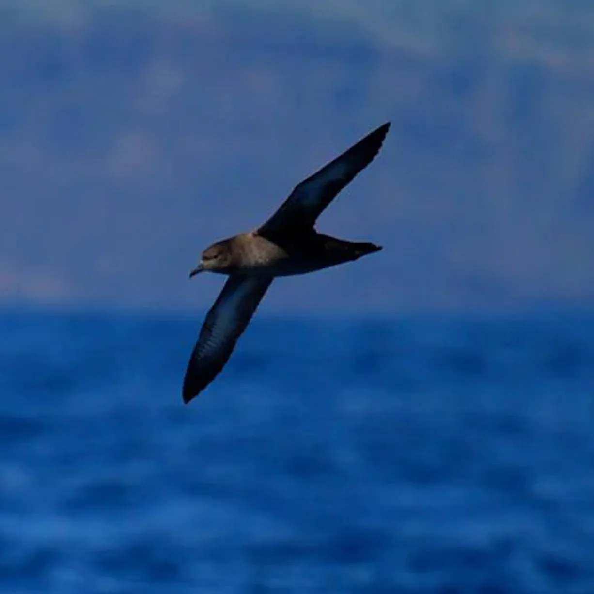 Faial Birdwatching • Private