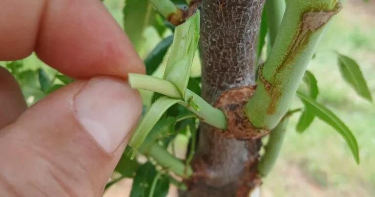 The Art of Almond Tree Grafting in the Algarve Hills