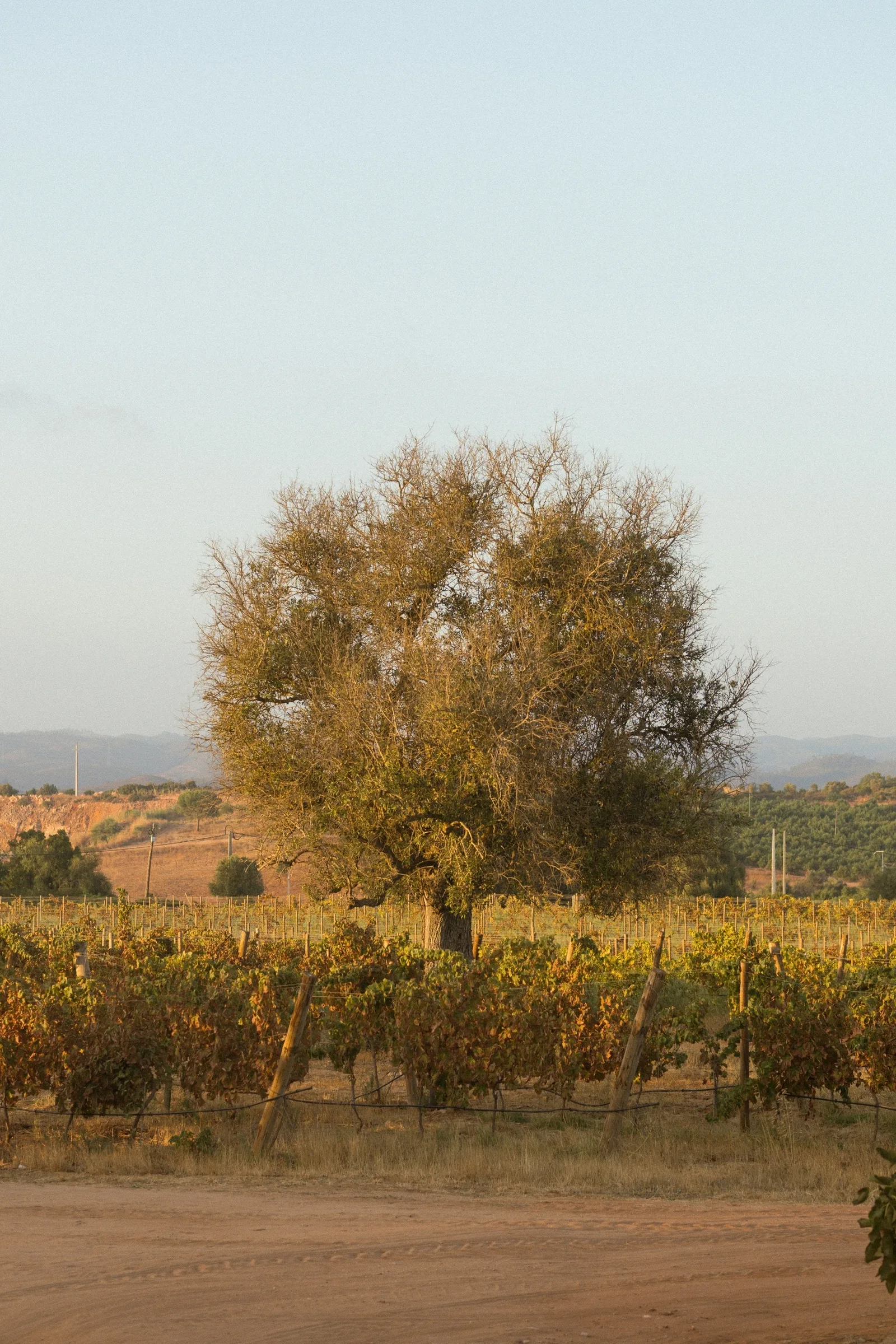 The Vineyard Picnic