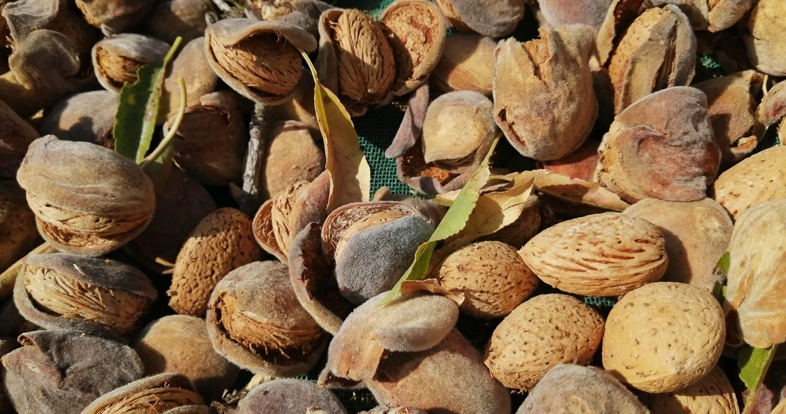 Almonds and the Art of the Harvest in the Algarve Hills