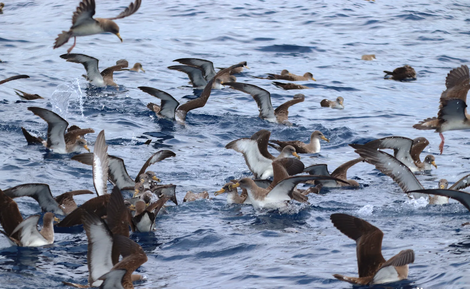 Faial Birdwatching