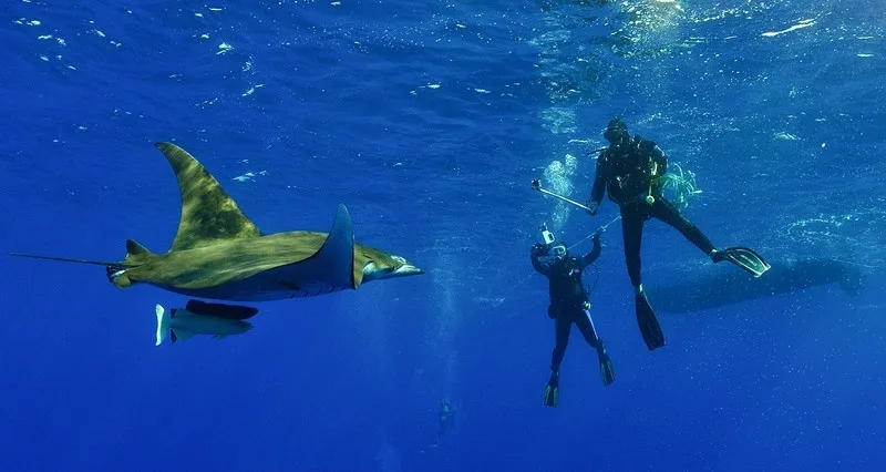 Pico Scuba Diving - Princess Alice Expedition • Private