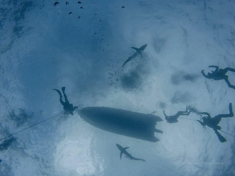 Mergulho/Snorkeling com Tubarões