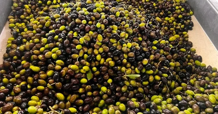 Organic Olive Farm Tour & Oil Tasting in the Alentejo
