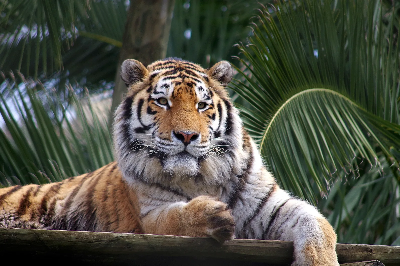 Jardim Zoológico