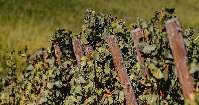 Visita Histórica Exclusiva - "Between Port & Douro DOC"