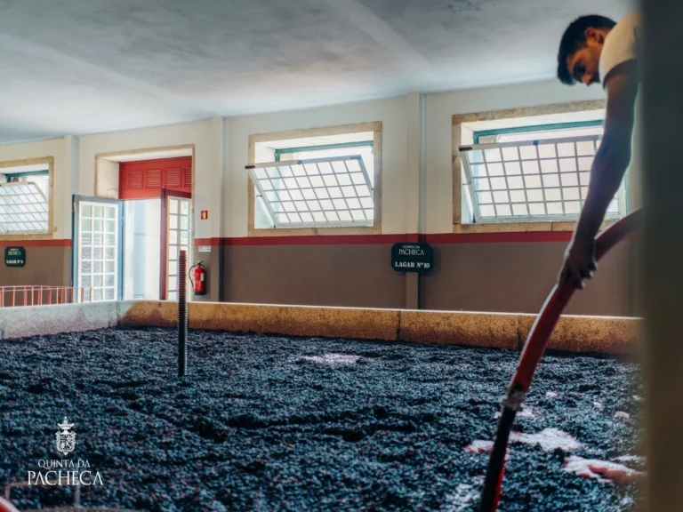 Tradicional Grape Stomping & Wine Tasting